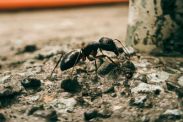 Black Ants Krakes Pest Control