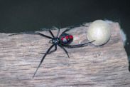 Red Back Spiders Krakes Pest Control
