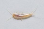 Silverfish Krakes Pest Control