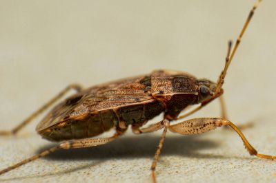 Bed Bugs Krakes Pest Control