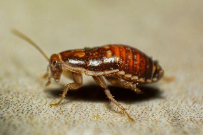 Cockroaches Krakes Pest Control