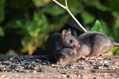 Rodents Rats Mice Krakes Pest Control