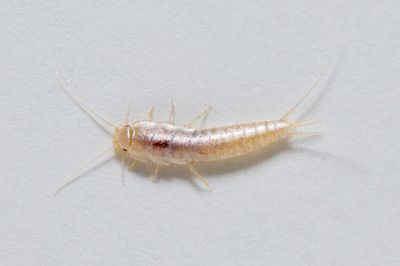 Silverfish Krakes Pest Control